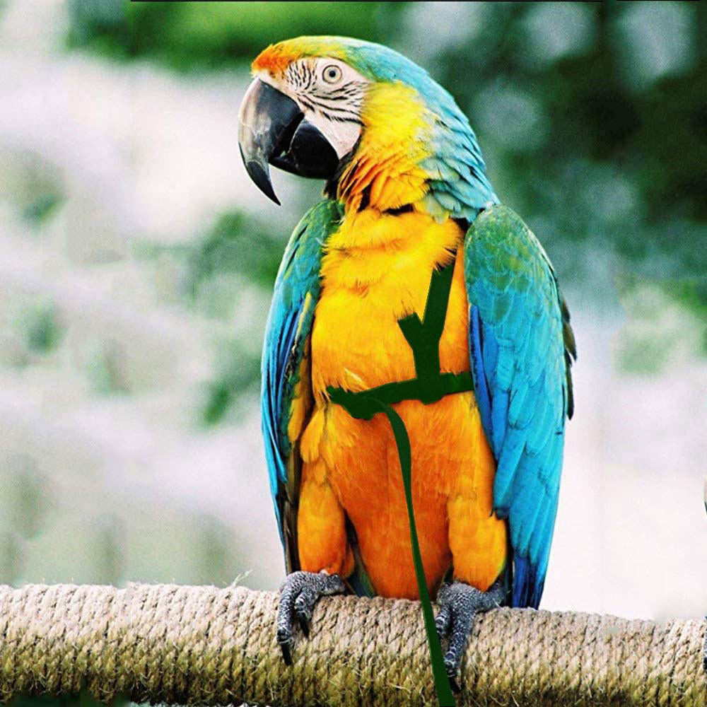 Papageien Fluggeschirr mit Flugschnur – Verstellbares Geschirr für Vögel