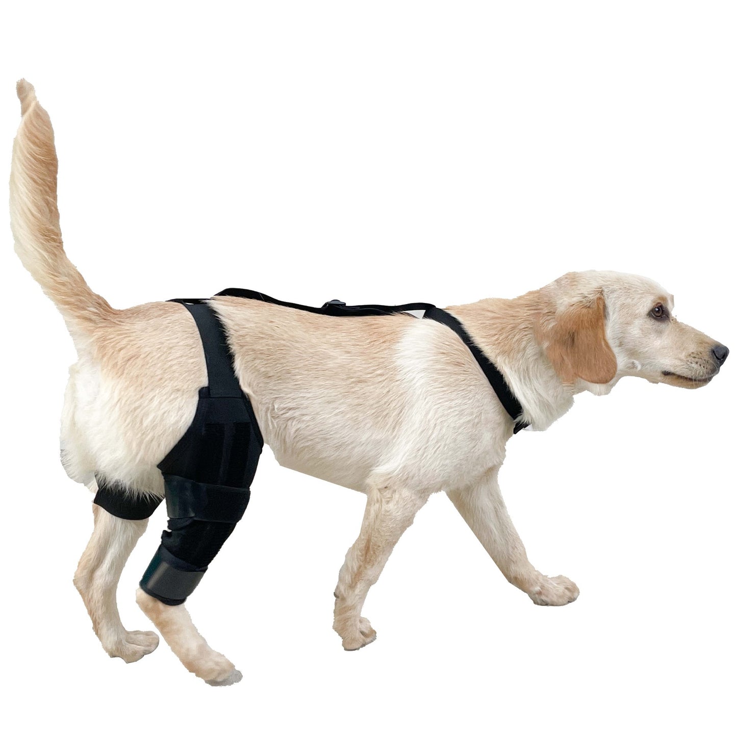 Knieschutz für Hunde | Gelenk- & Knieschutz