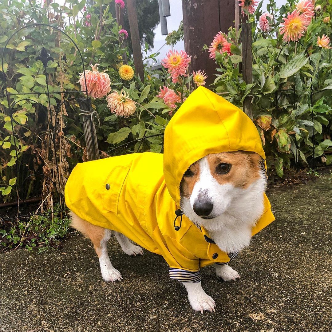 Gelber Hunderegenmantel - Wasserdichte Hundekleidung mit Kapuze