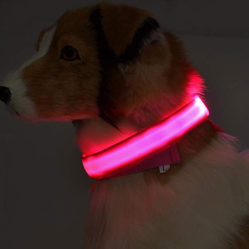 LED-Leuchthalsband für Hunde & Katzen – USB-aufladbar für mehr Sicherheit bei Nacht