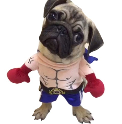 Boxer Kostüm für Katzen & kleine Hunde - Lustiges Haustier-Outfit