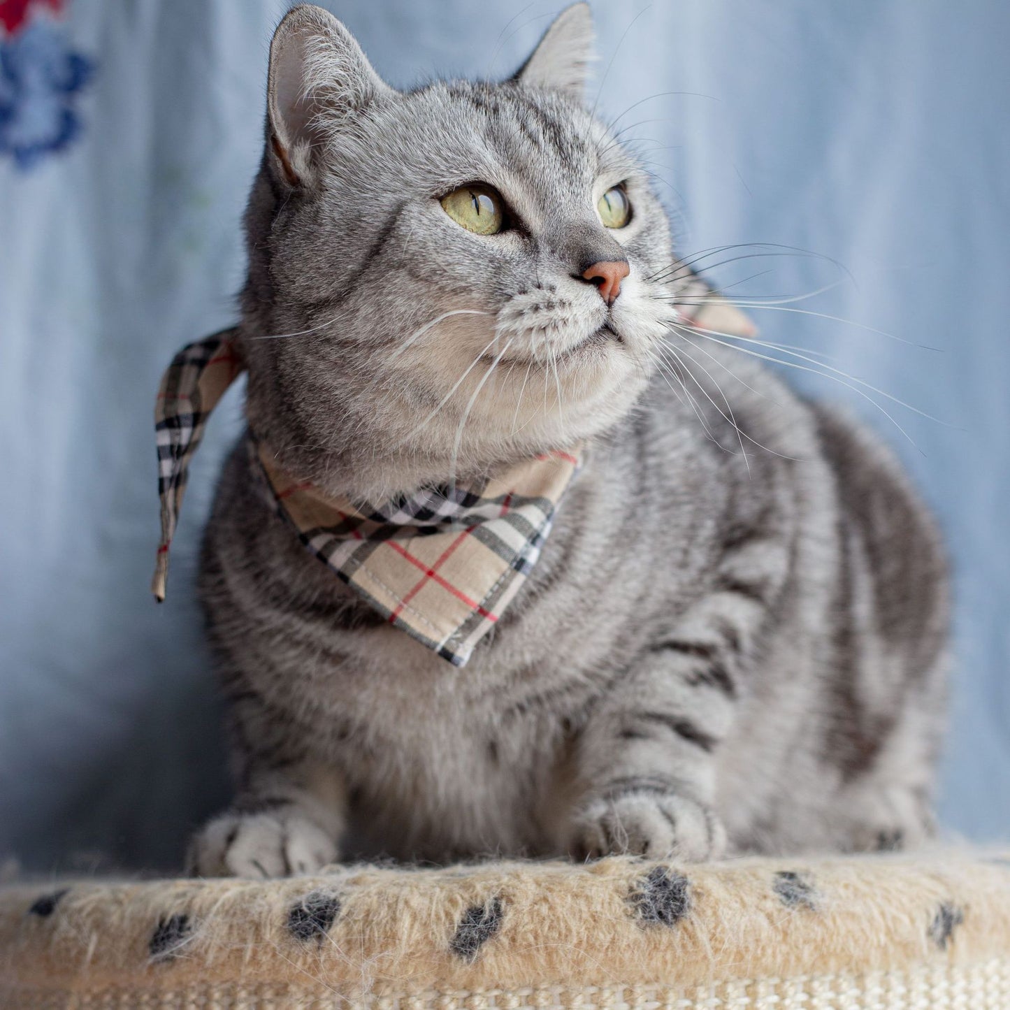 Prinzessinnen-Halstuch für Katzen | Verschiedene Designs