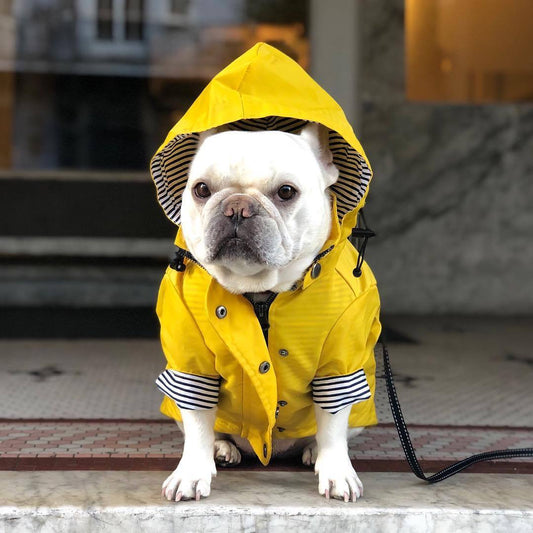 Yellow Dog Raincoat – Waterproof Dog Jacket with Hood