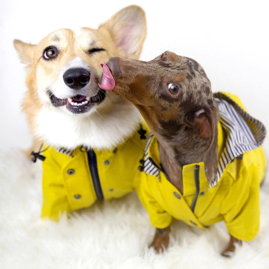 Yellow Dog Raincoat – Waterproof Dog Jacket with Hood
