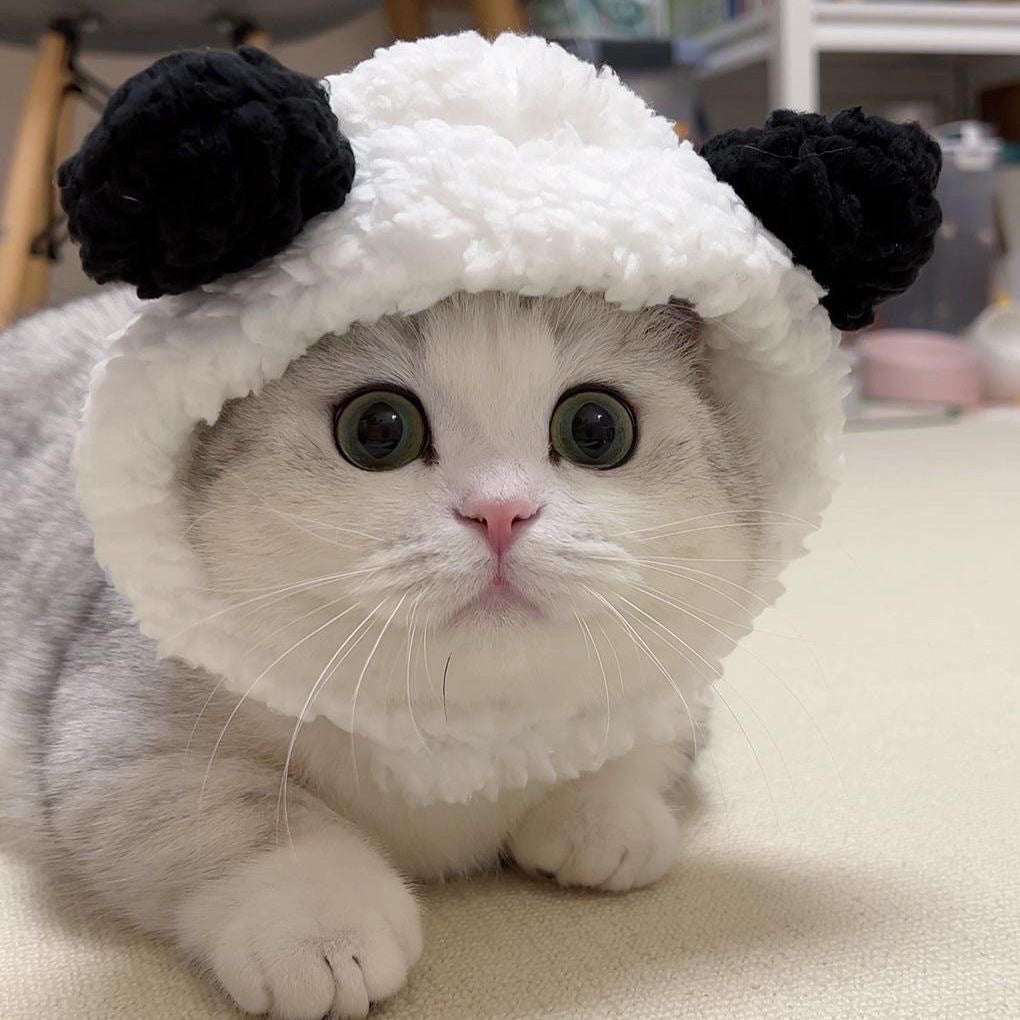 Katzenmütze im Tier-Design | Handgestrickte Panda- & Fischhut-Optik